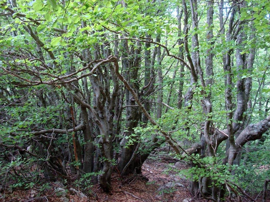 Zero Kilometer Dining