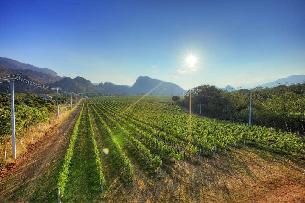 Scenic Vineyard Views