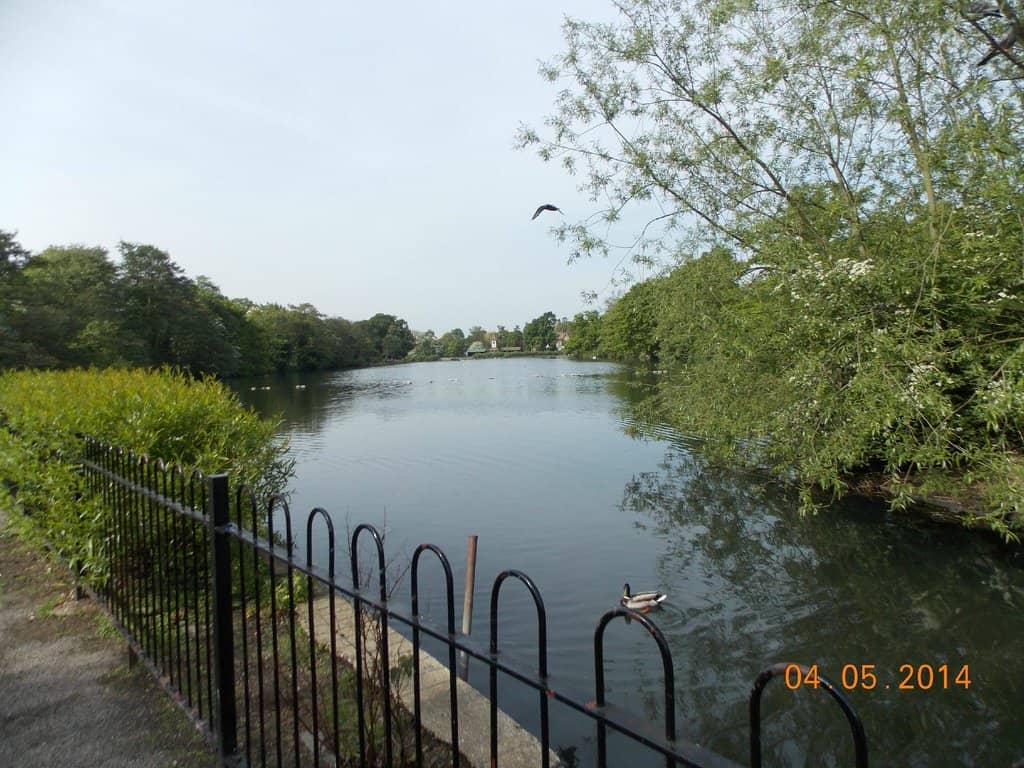 Serene Lakes and Wildlife