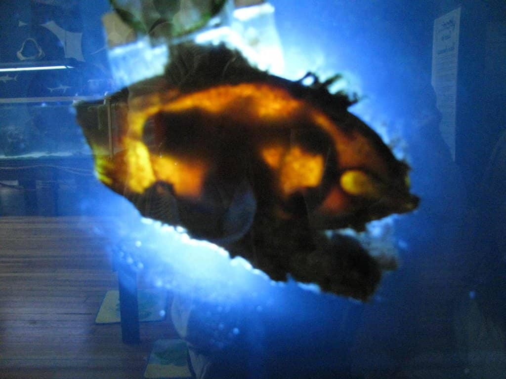 Charlotte the Pregnant Stingray