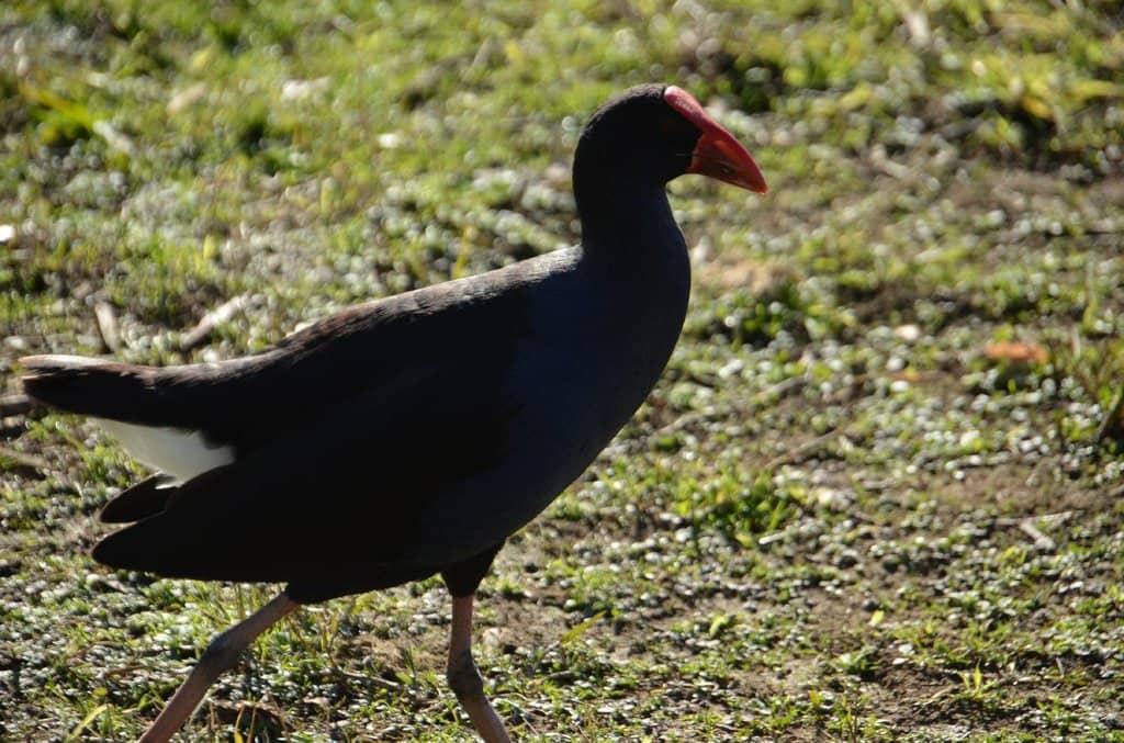 Playground & Picnic Areas
