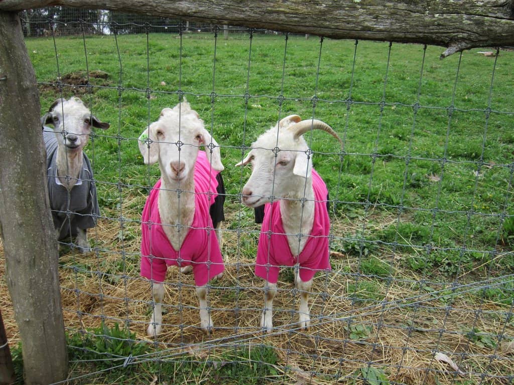 Fresh Apple Cider & Donuts