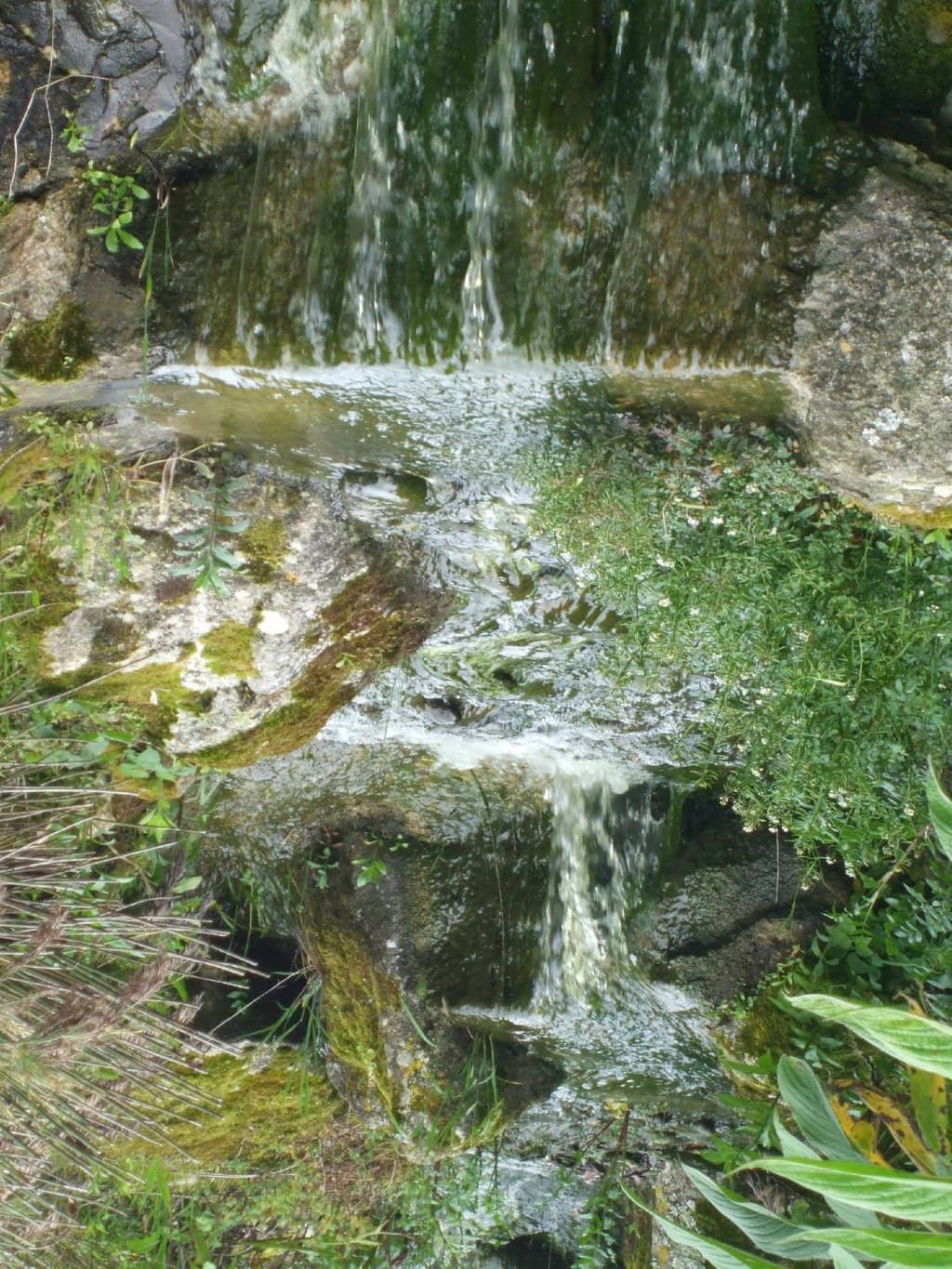 Diverse Exotic Plant Collection