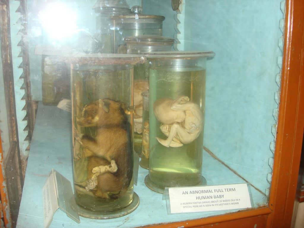 Tucano Tribe Exhibits