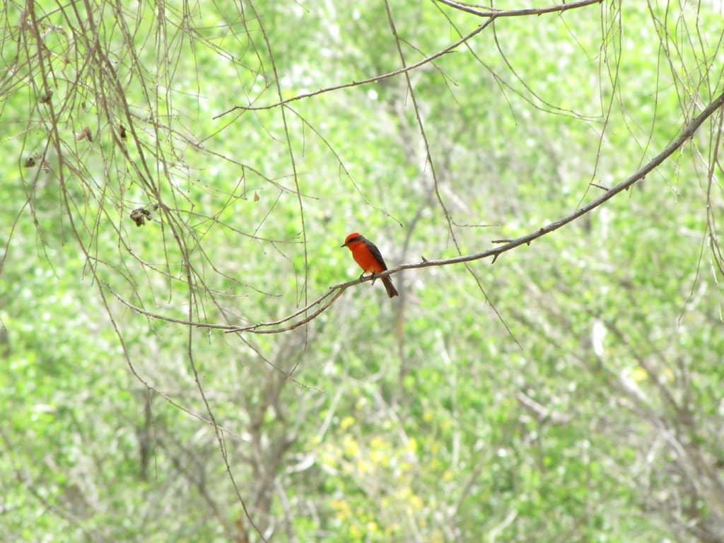 Birdwatching Hotspot