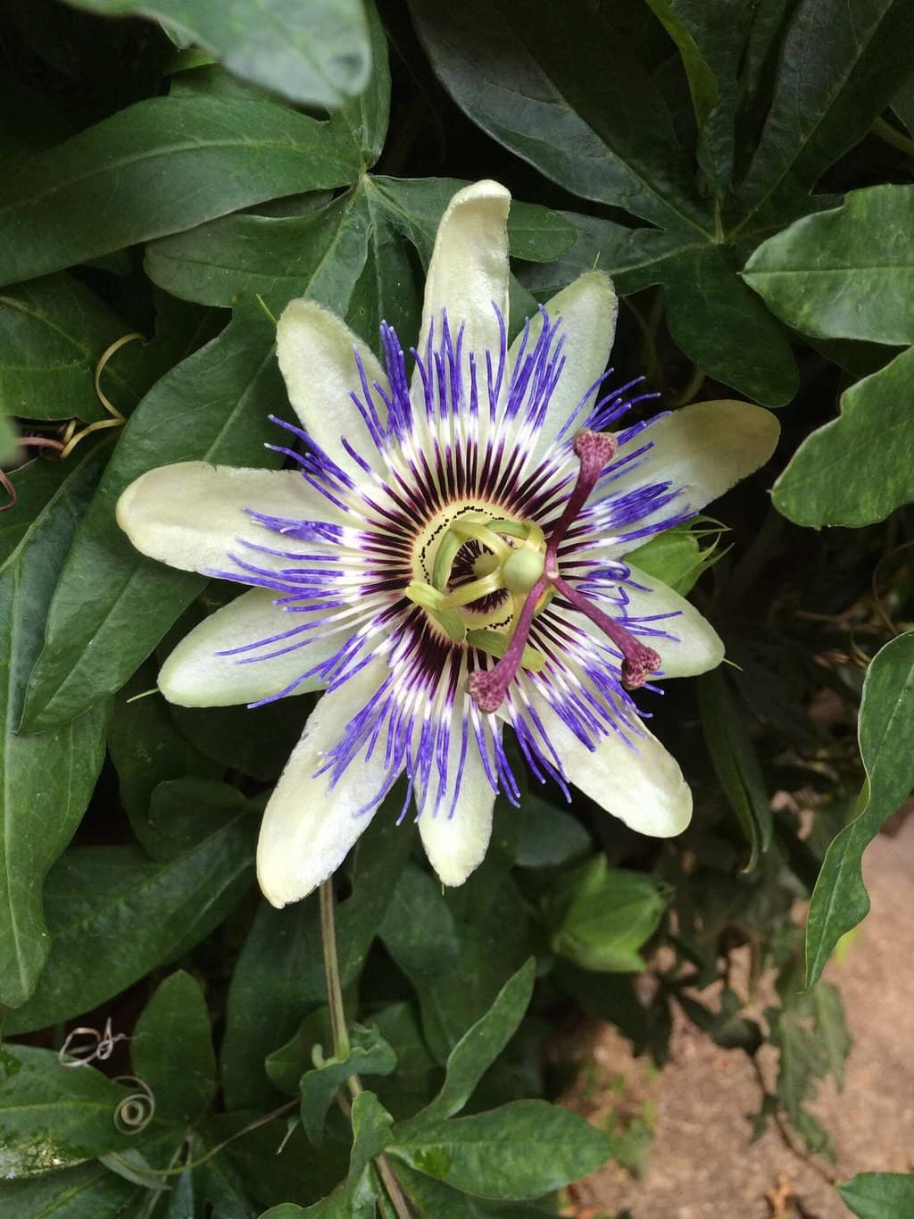 Hidden Speakeasy Gem