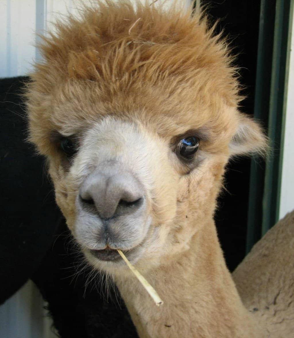 Alpaca Gift Shop Treasures