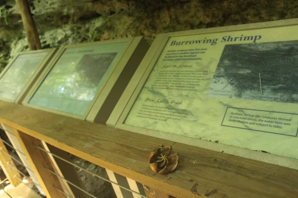 Ancient Flora and Fauna