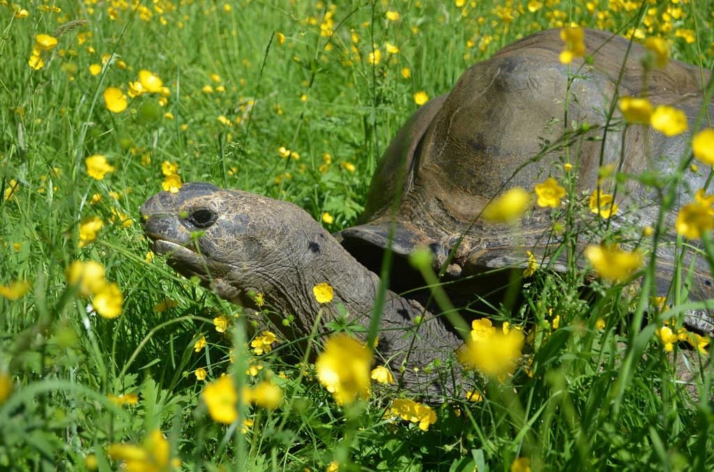 Unique and Rare Animals