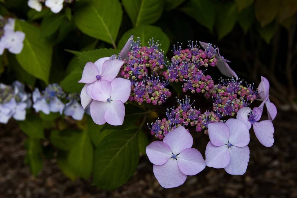 Cascading Waterfalls