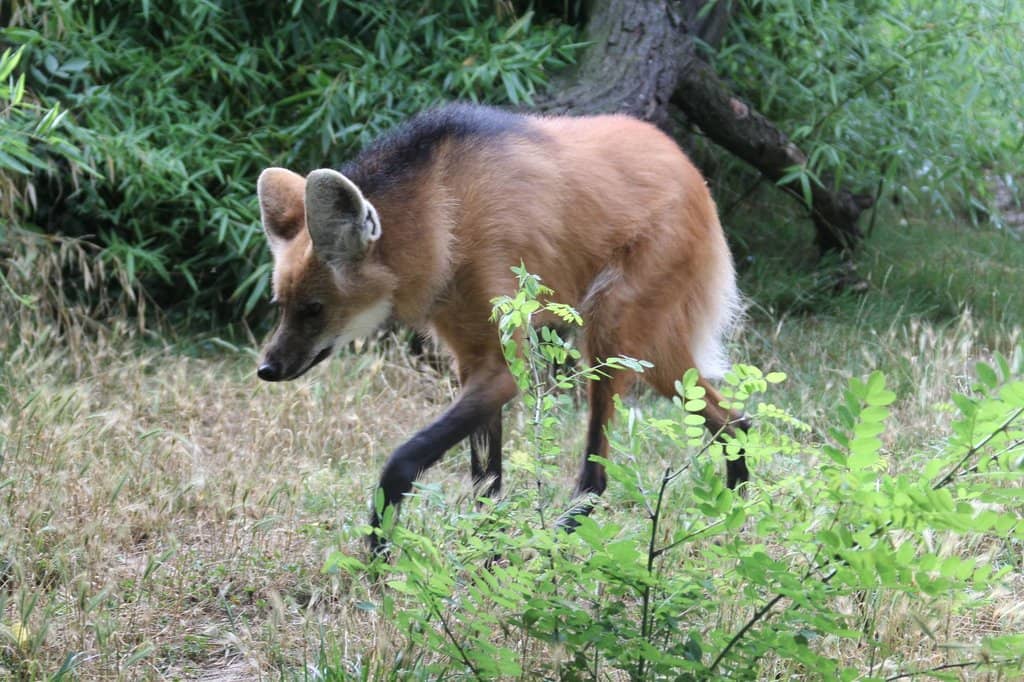 Lush, Natural Enclosures