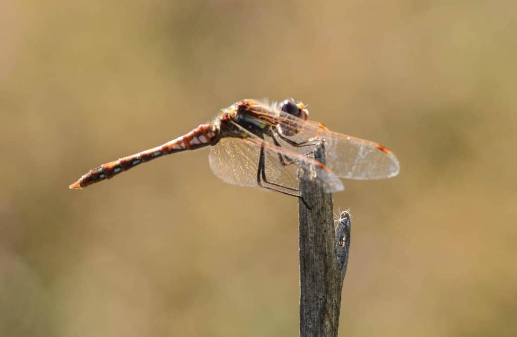 Saltwater Marsh Ecosystem