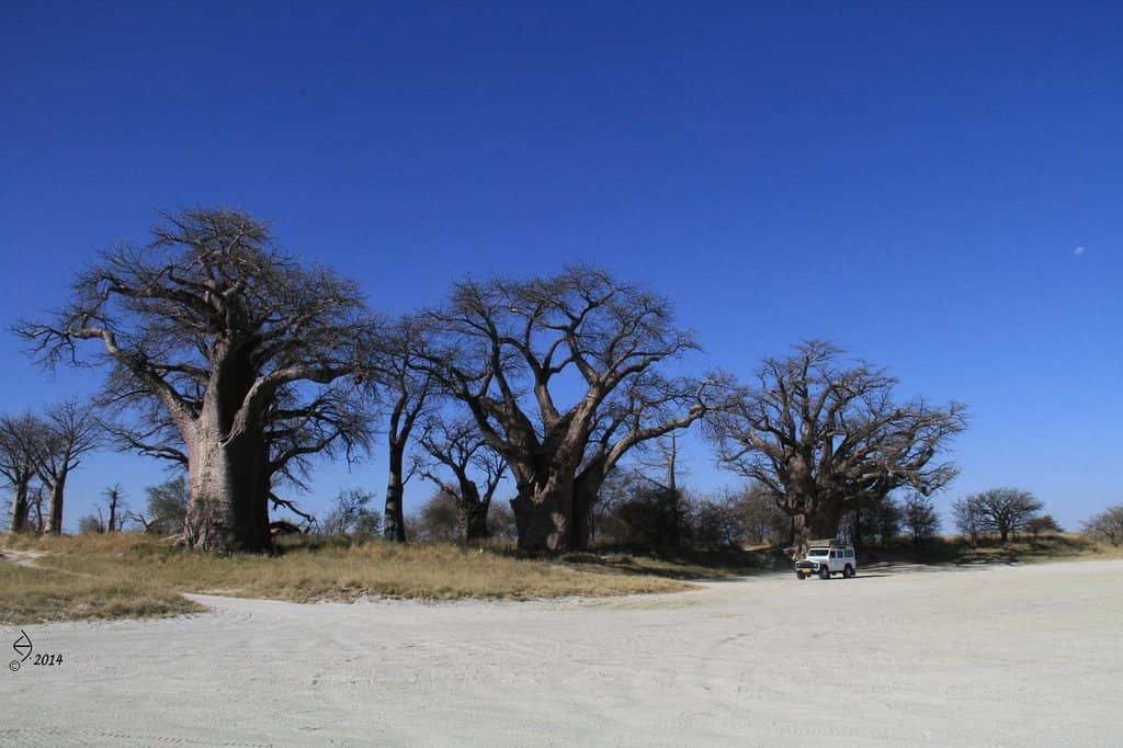 The Baines Baobabs