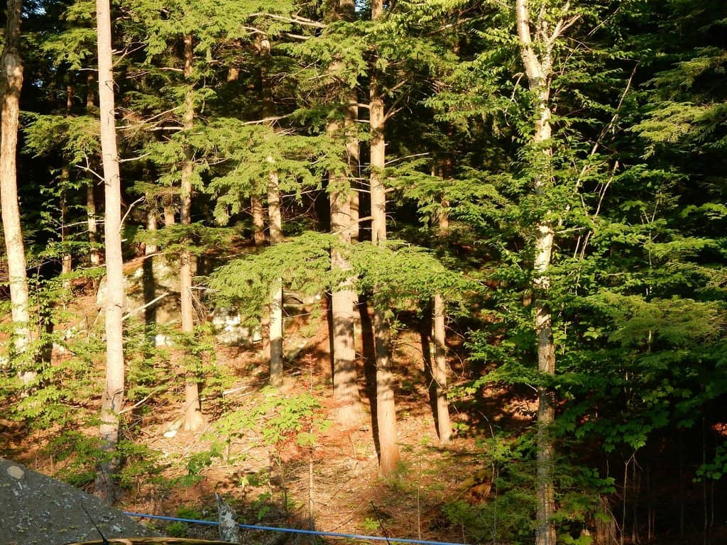 Maple Sugarbush Hiking Trail