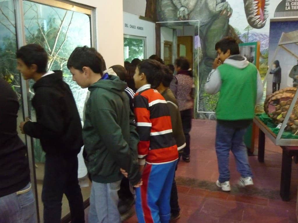 Ovenbird's Nest Display