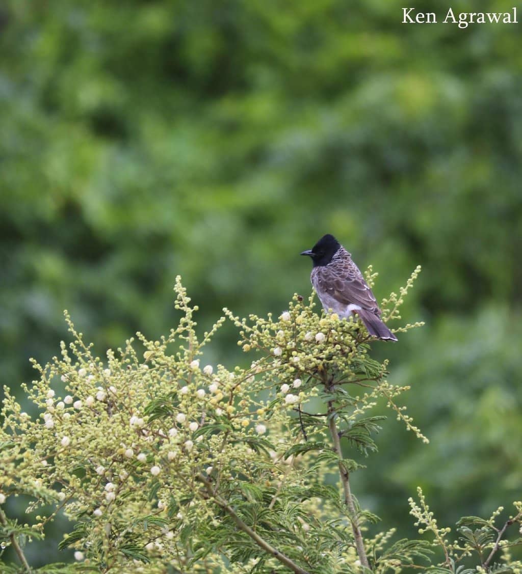 Deer & Herbivore Safari