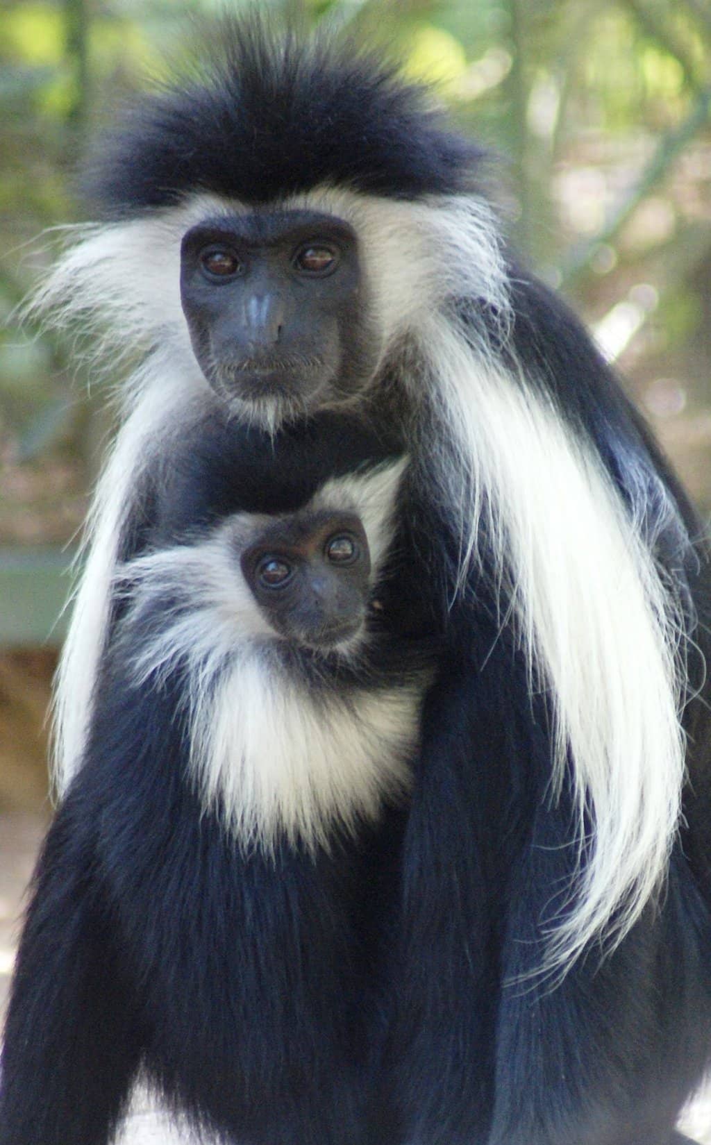 Reforestation Efforts