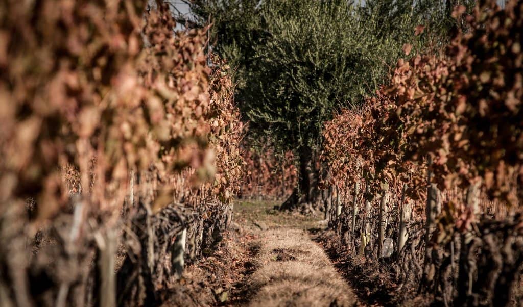 Sweet Malbec (Dulce)