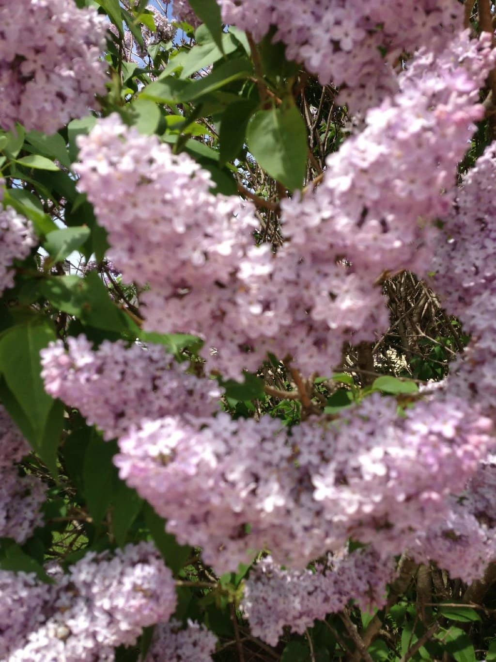 Historic Schoolhouse