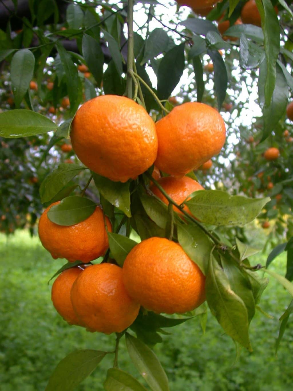 Themed Regional Flora