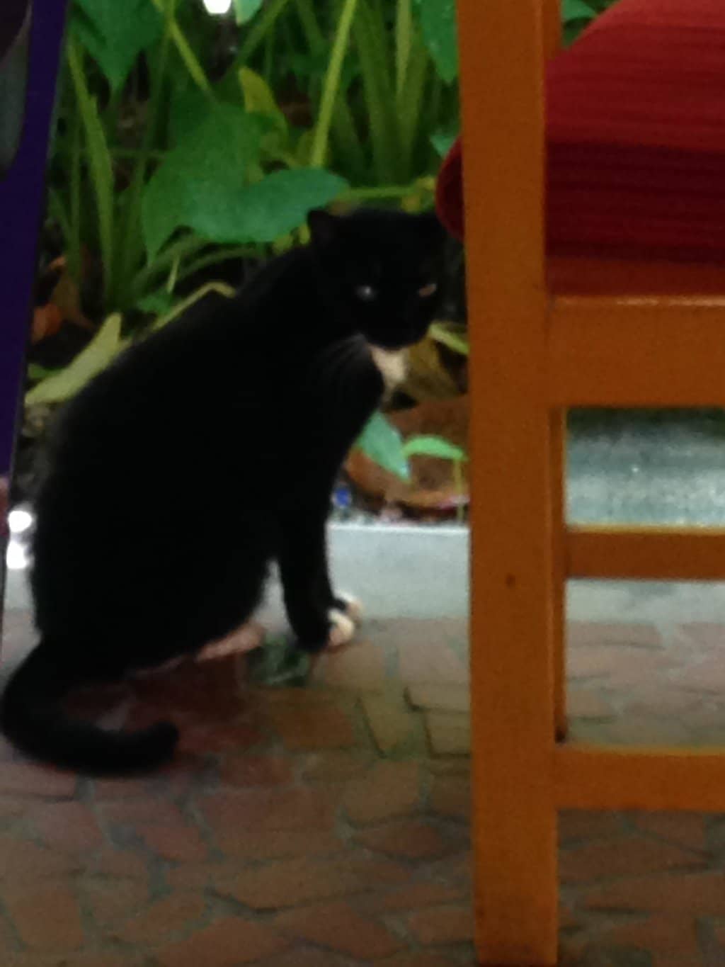 Homemade Ice Cream & Smoothies