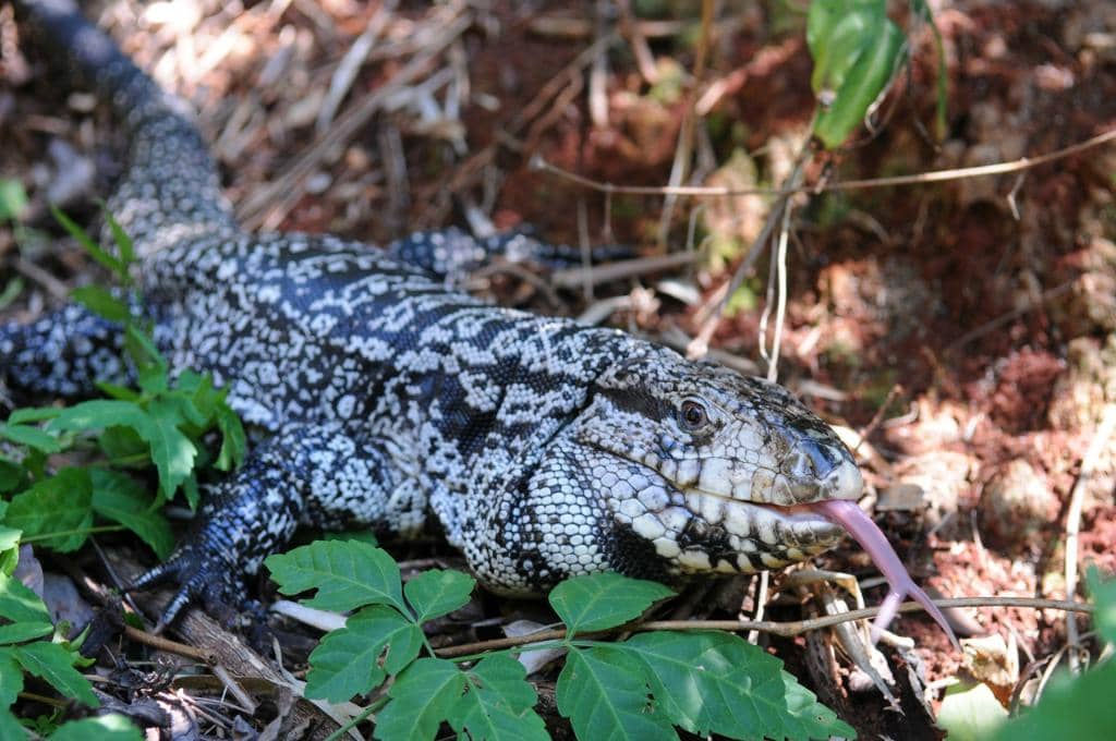 Guaraní Community Visit