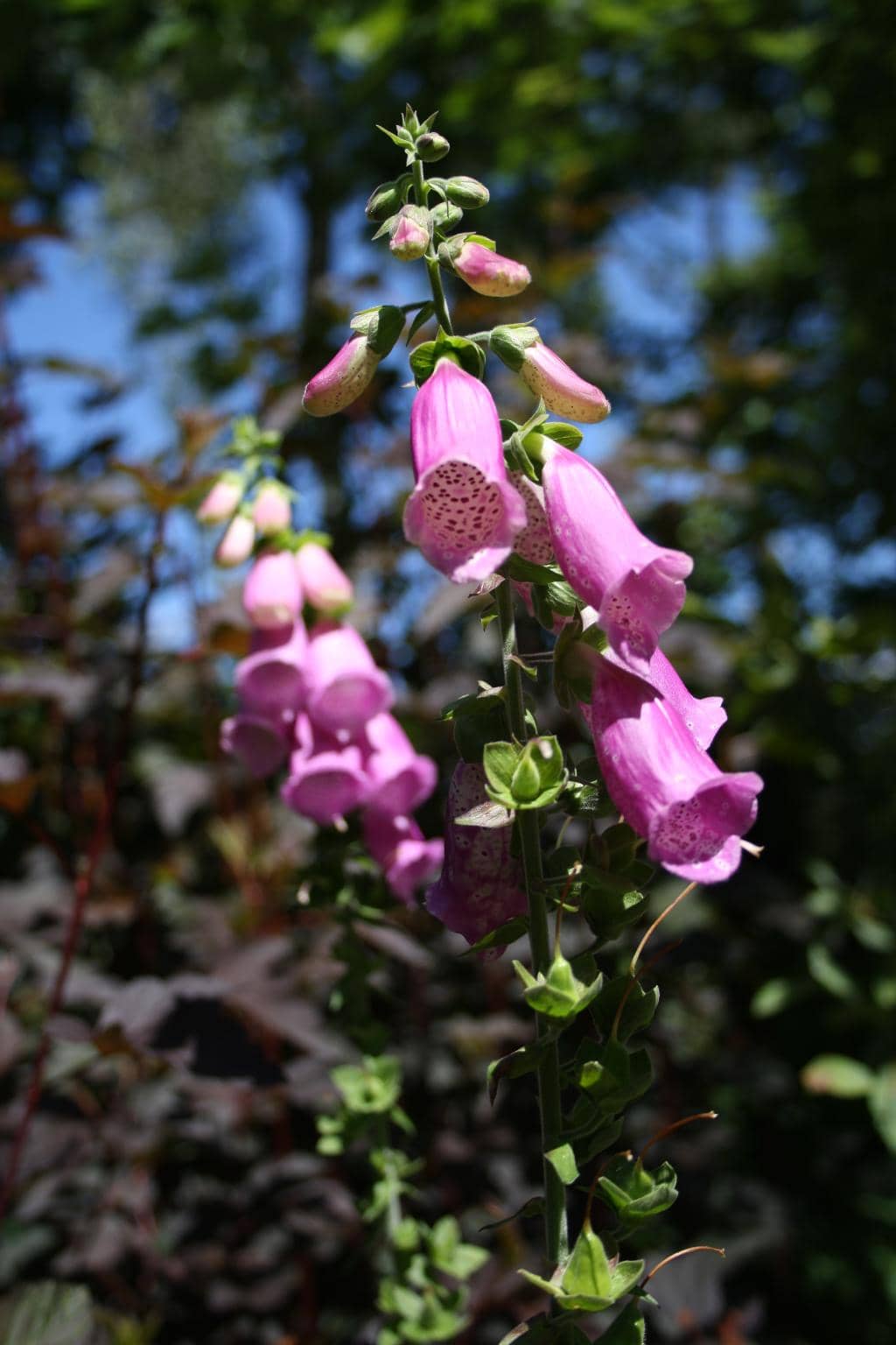 Red Squirrel Sightings