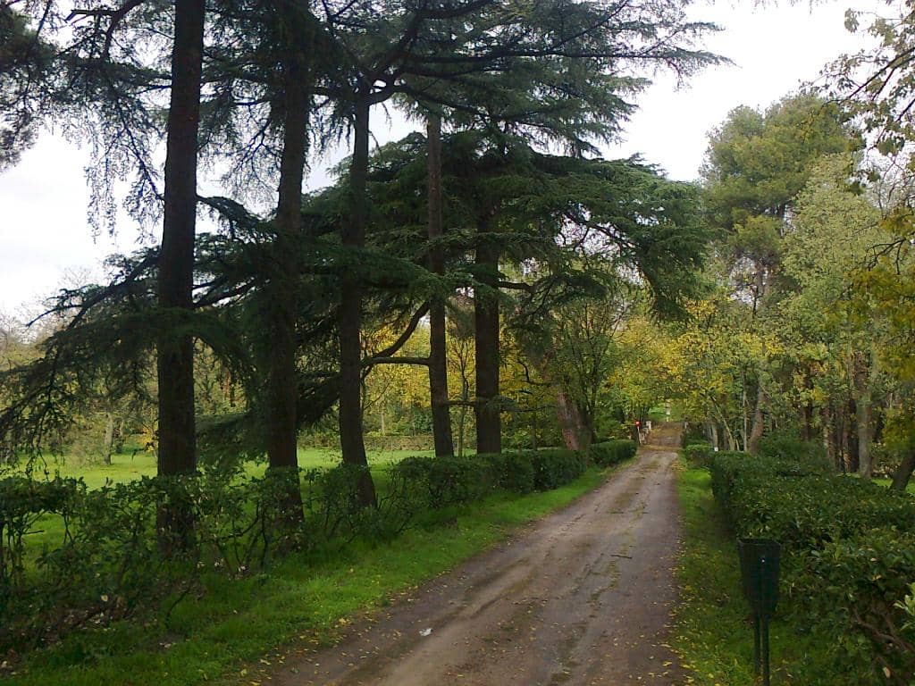 Artistic Wood Carvings