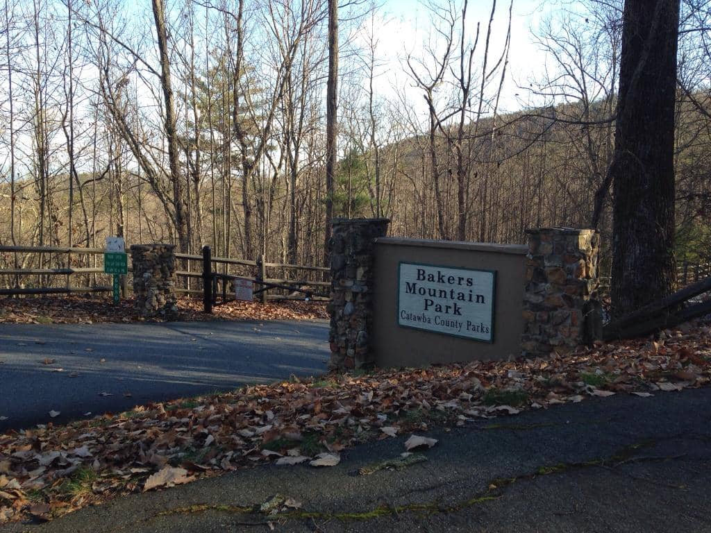 Blooming Mountain Laurel