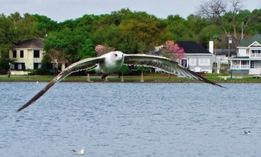 Scenic Lakeside Stroll