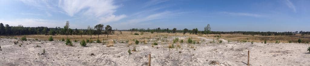 Purple Heather Fields