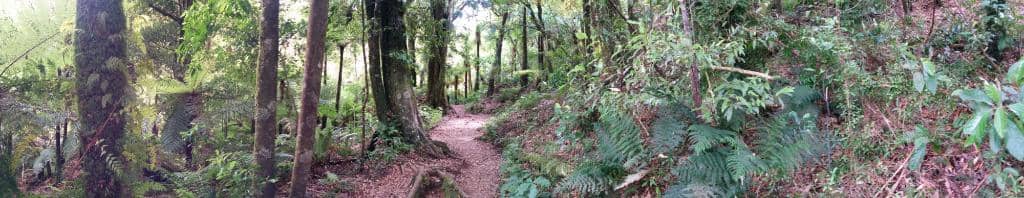 Challenging Forest Track