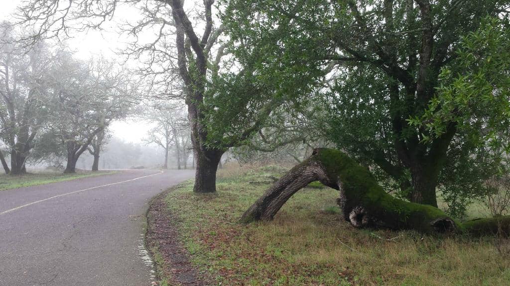 Paved Multi-Use Trails