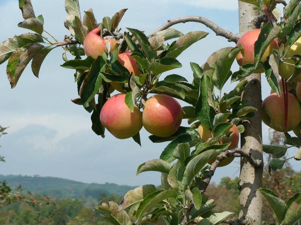 Cider Tasting