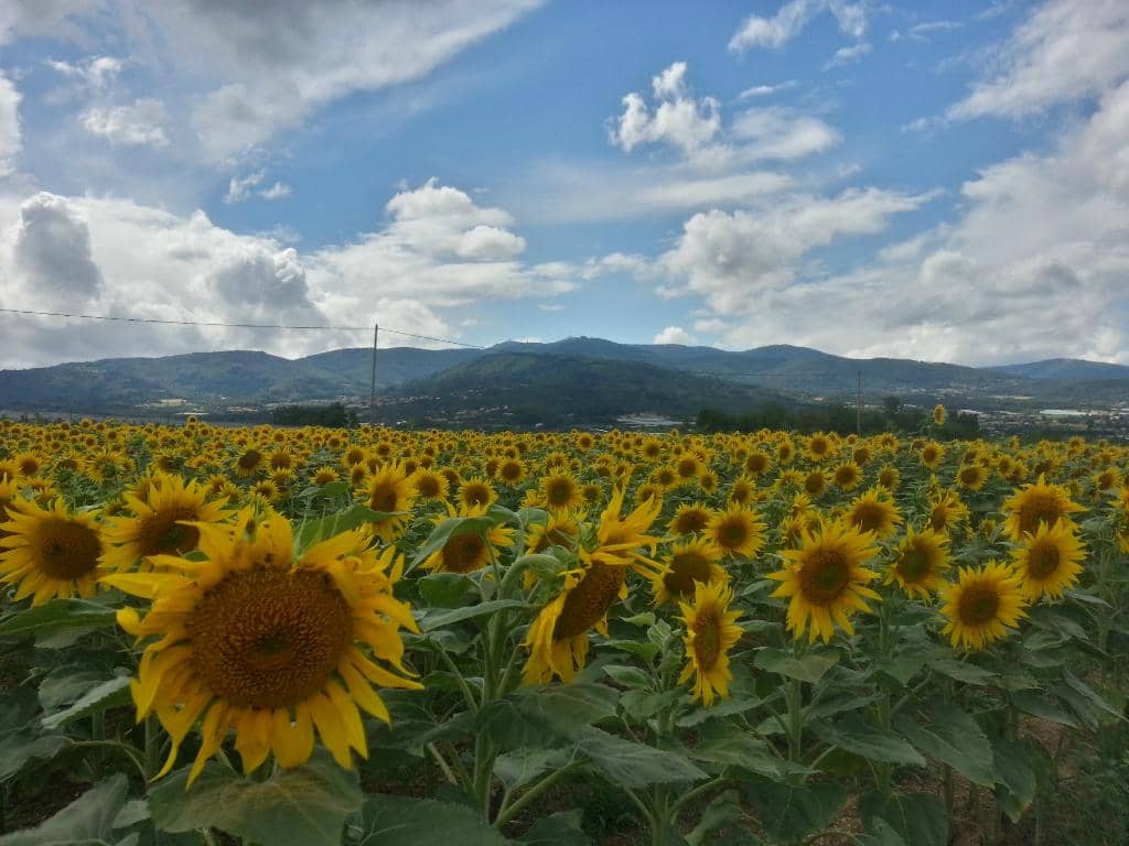 Mont Pilat Summit Views