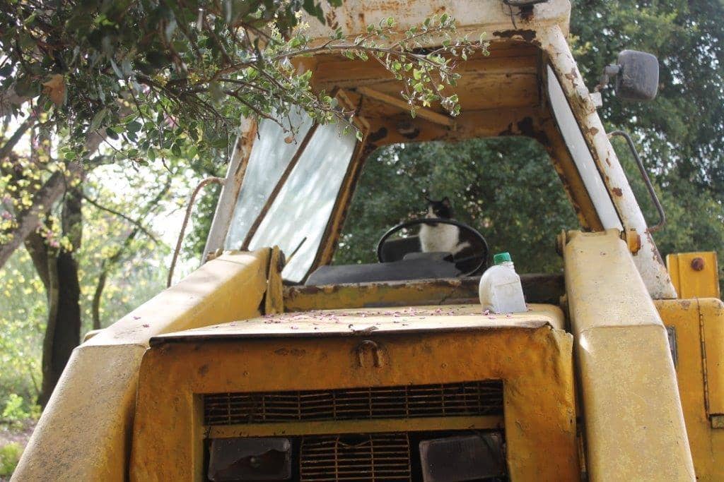 Gentle Giants Up Close