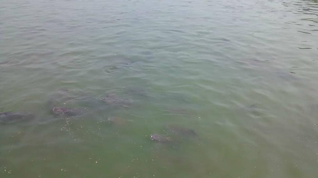 Abundant Fish Species