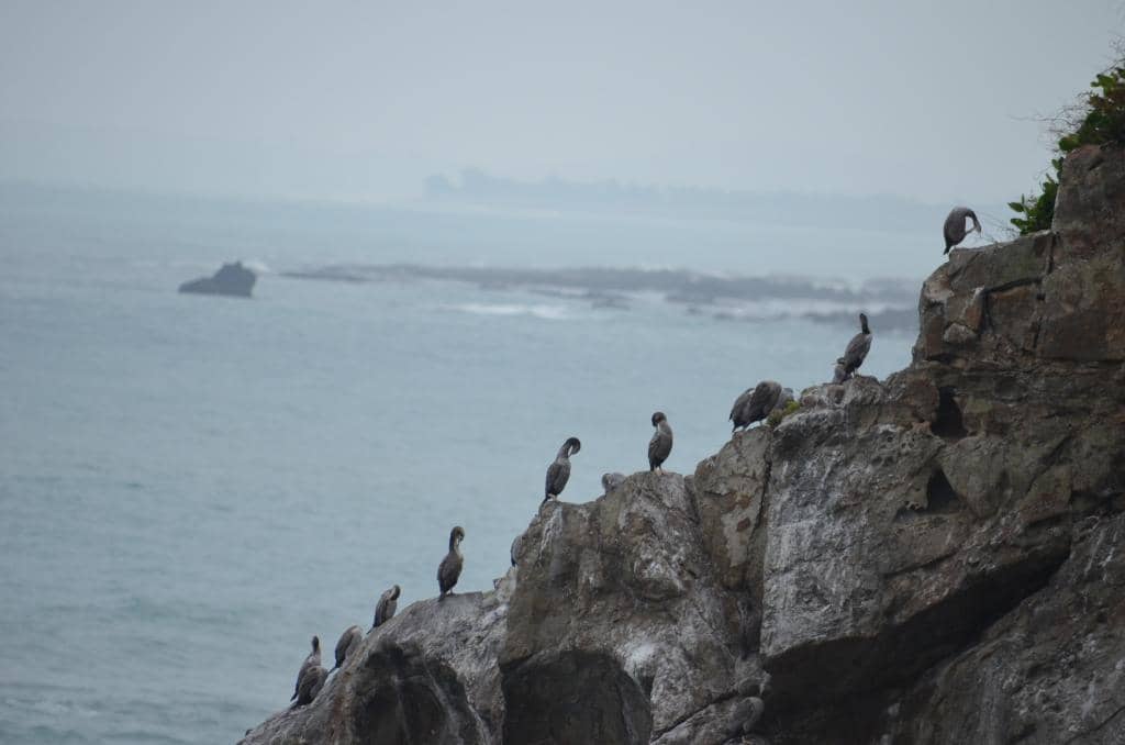Close-Up Seal Encounters