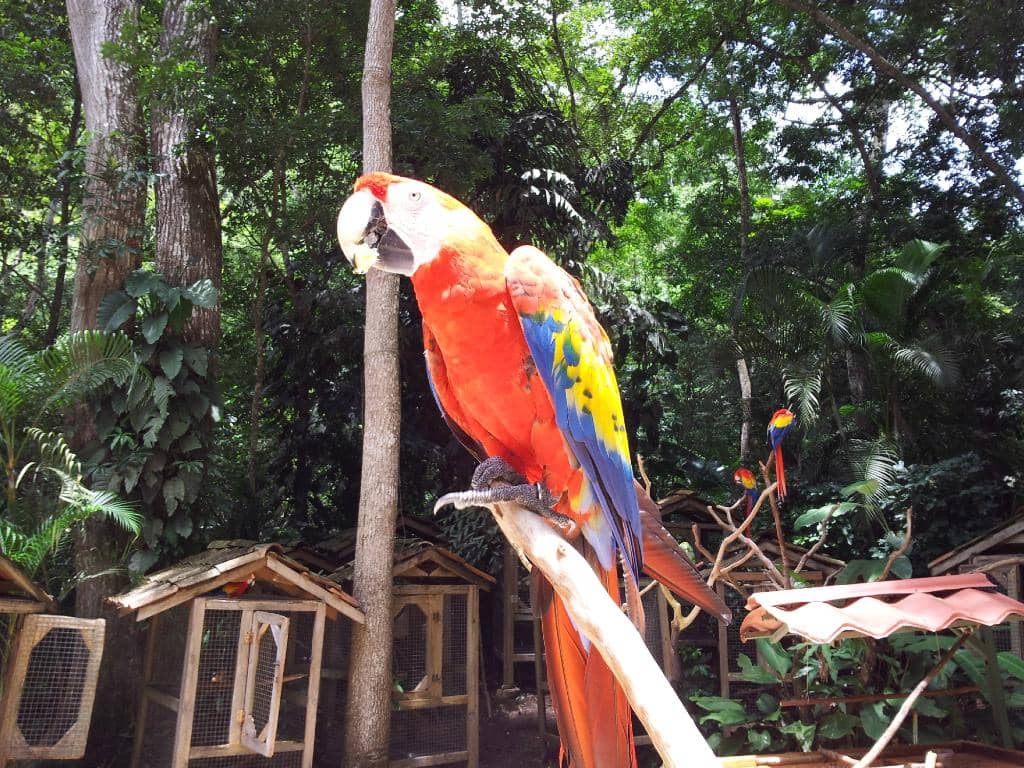 Diverse Bird Collection