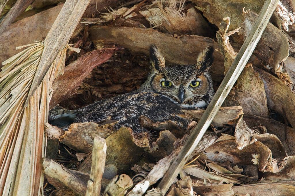 Birding Blinds & River Deck