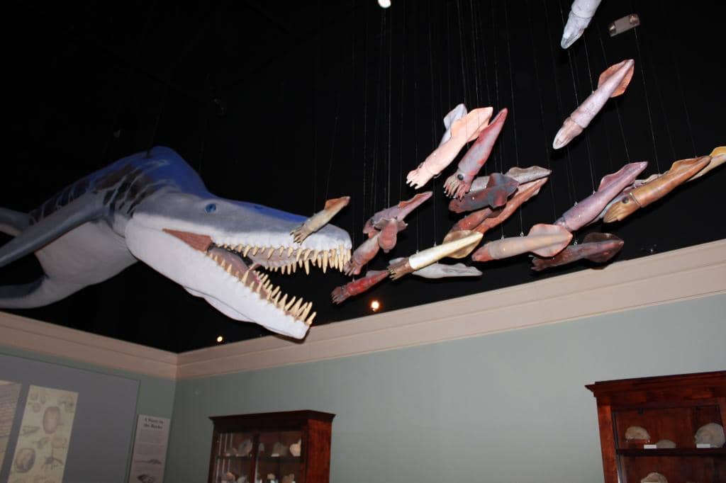 Natural History Dioramas