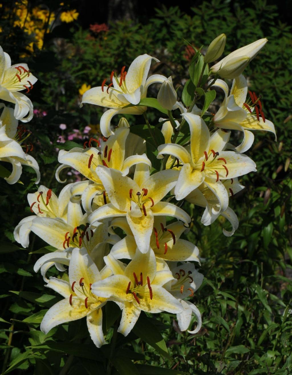 Vibrant Heather Collection