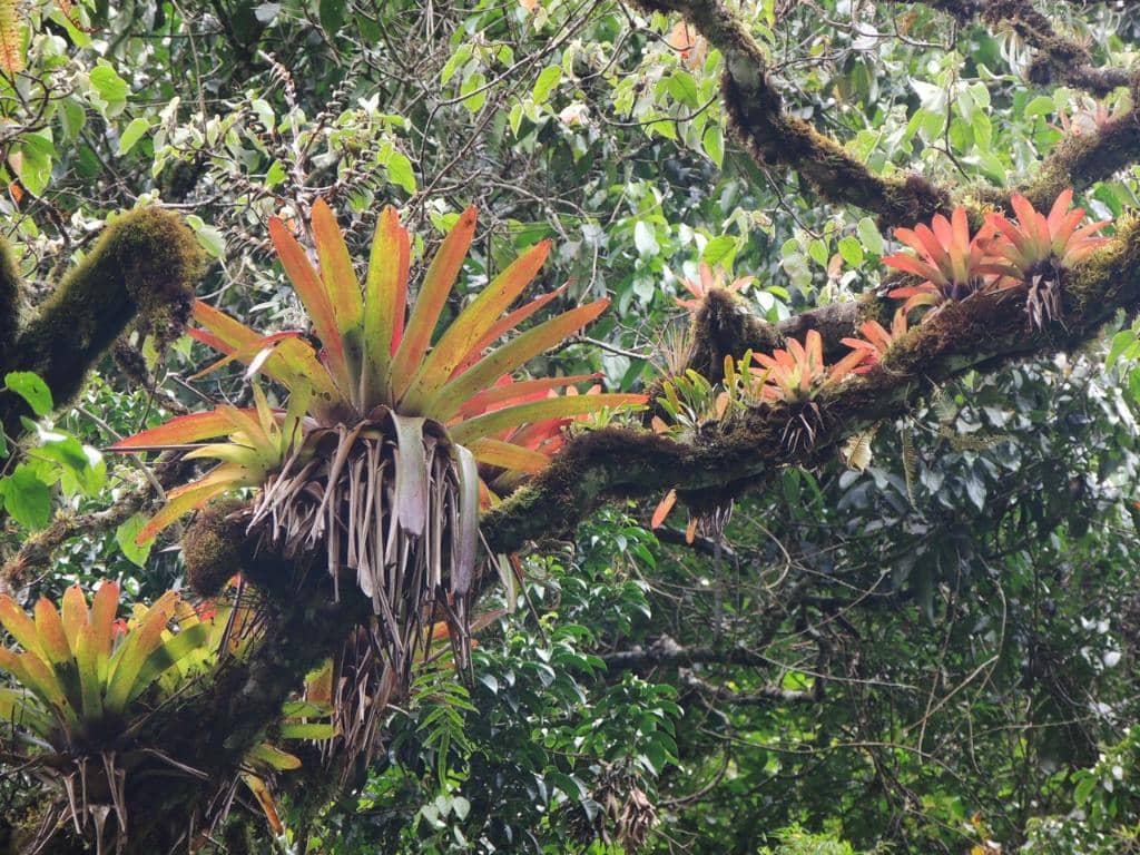 Ancient Spanish Elm Tree