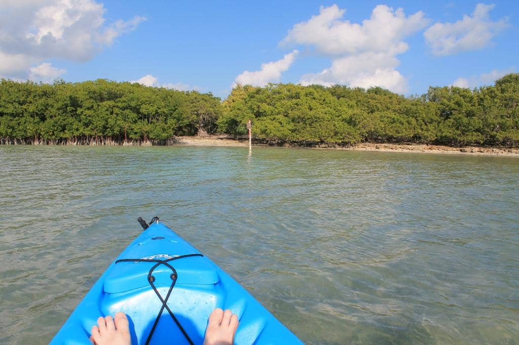 Snorkeling & Marine Life