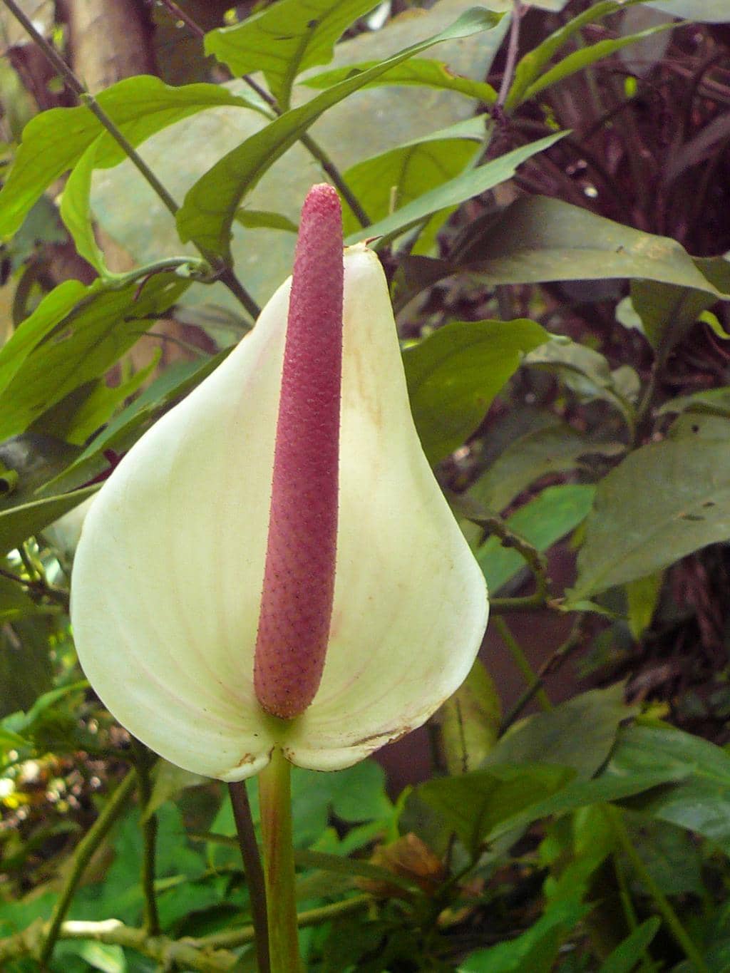 Lush Foliage & Vibrant Flowers