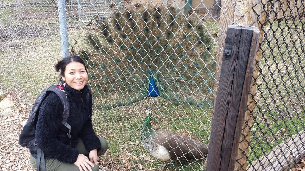 Diverse Rescue Animals