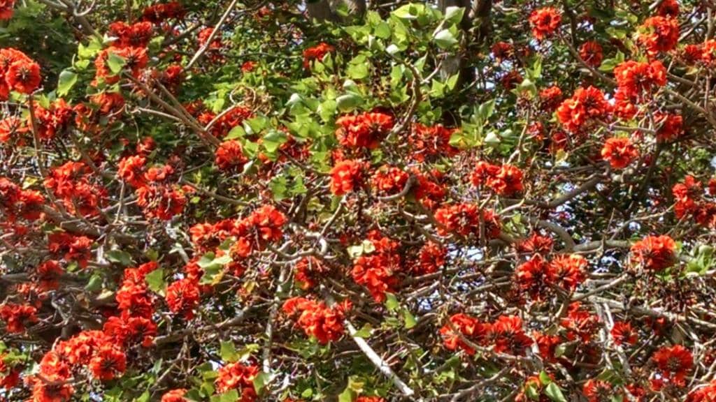 Spanish Colonial Revival Architecture