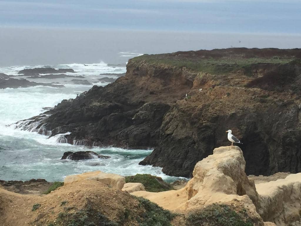 Skunk Train Adventure