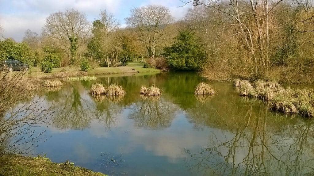 Lush Greenery & Flowers