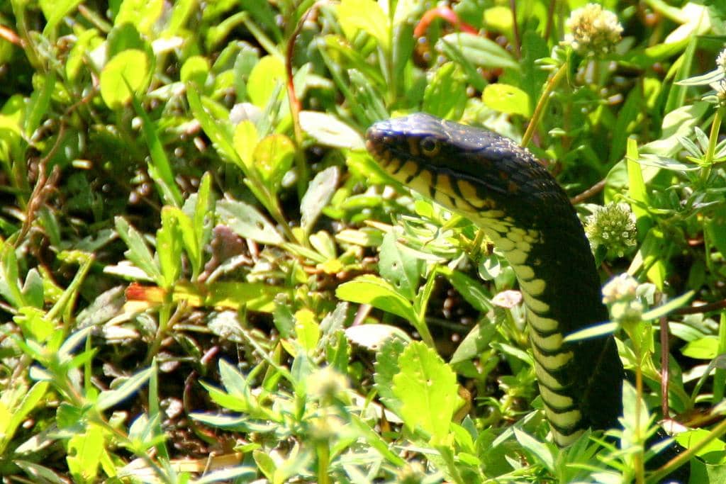 Birdwatcher's Paradise